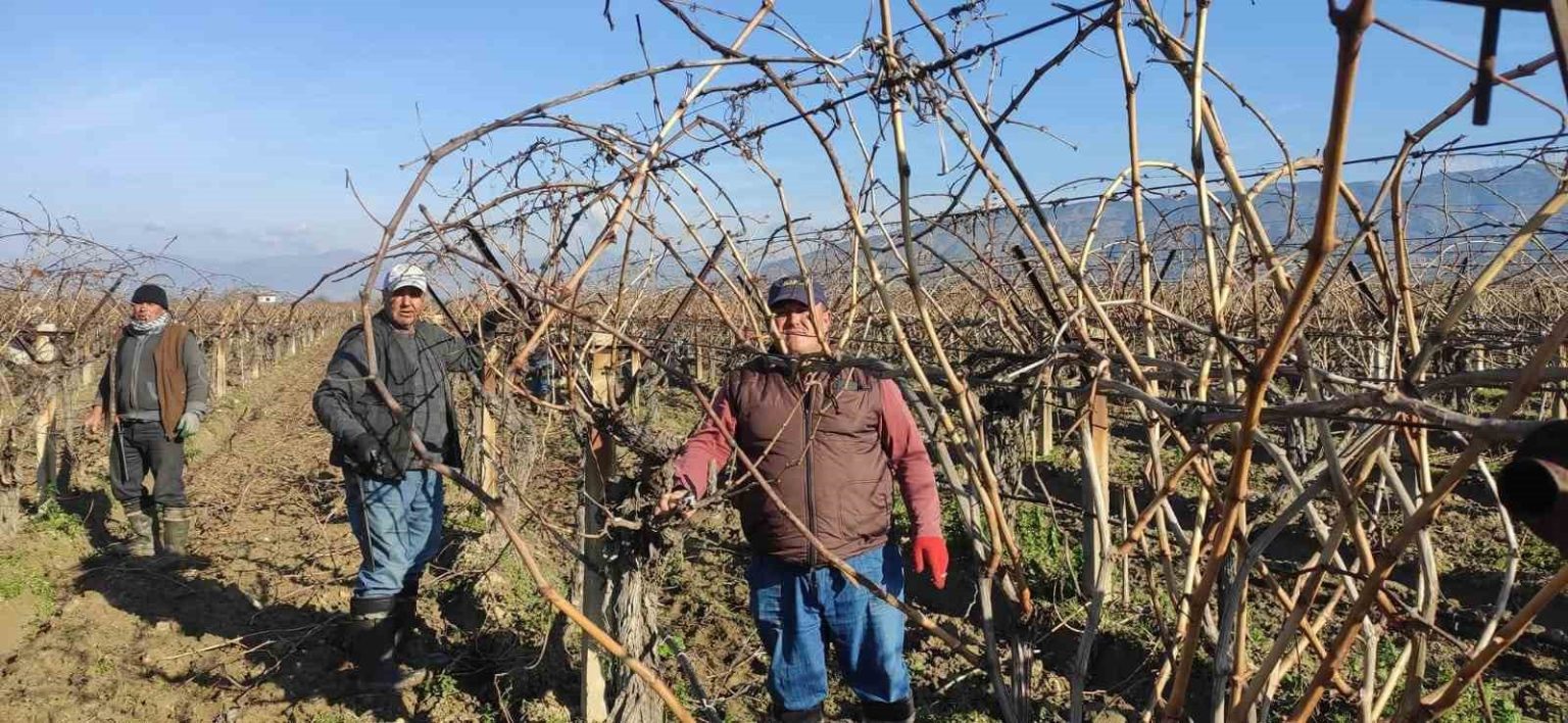 sarigolde-bag-budama-isci-ucretleri-belli-oldu