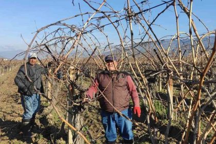 sarigolde-bag-budama-isci-ucretleri-belli-oldu