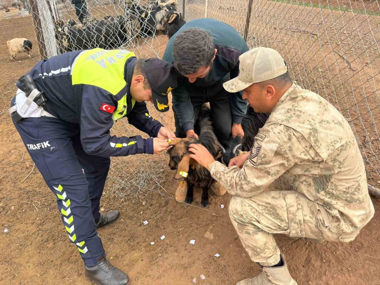 siirtte-hayvan-kazalarinin-onlenmesi-icin-suruye-reflektif-bant-takildi