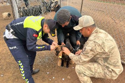 siirtte-hayvan-kazalarinin-onlenmesi-icin-suruye-reflektif-bant-takildi