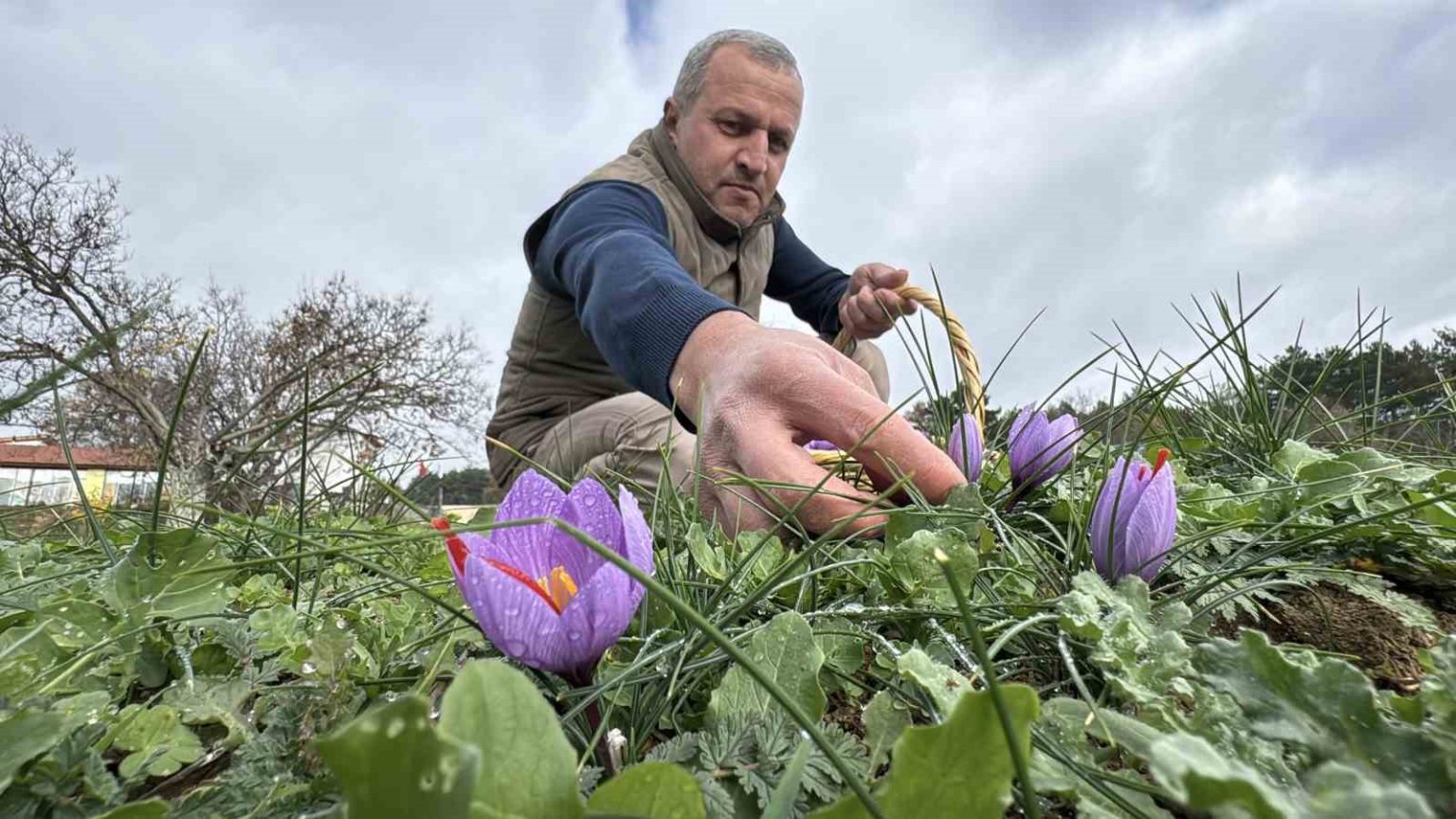 soguk-ve-yagisli-hava-dunyanin-en-pahali-baharatinda-hasat-suresini-uzatti