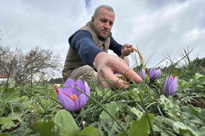 soguk-ve-yagisli-hava-dunyanin-en-pahali-baharatinda-hasat-suresini-uzatti