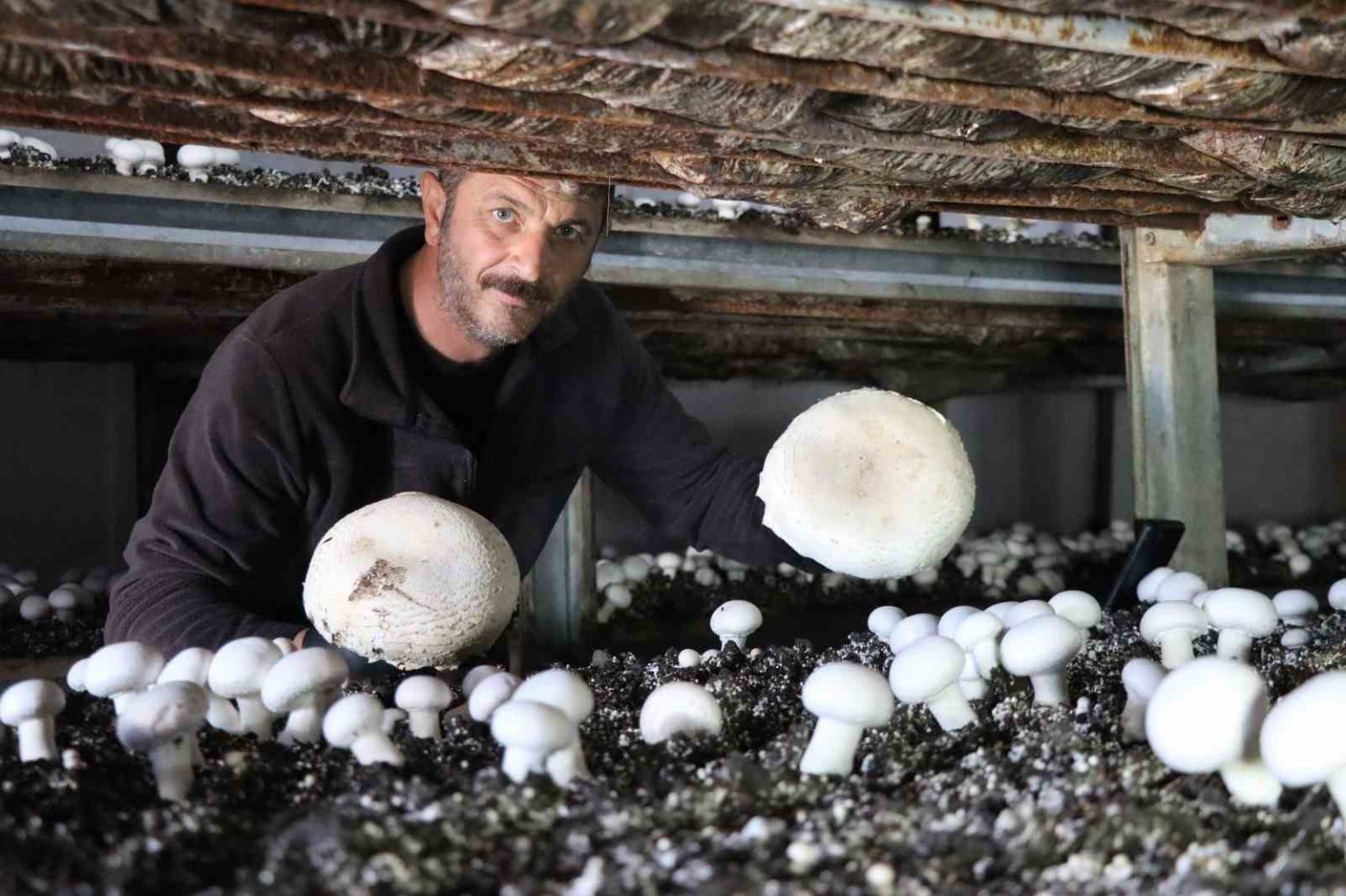 yilin-son-mantar-hasadi-basladi