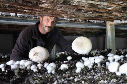 yilin-son-mantar-hasadi-basladi