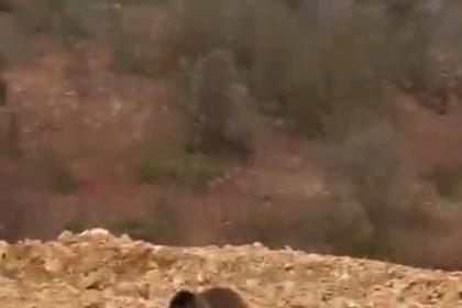 yol-kenarindaki-ayiya-hamsi-ziyafeti-verdiler