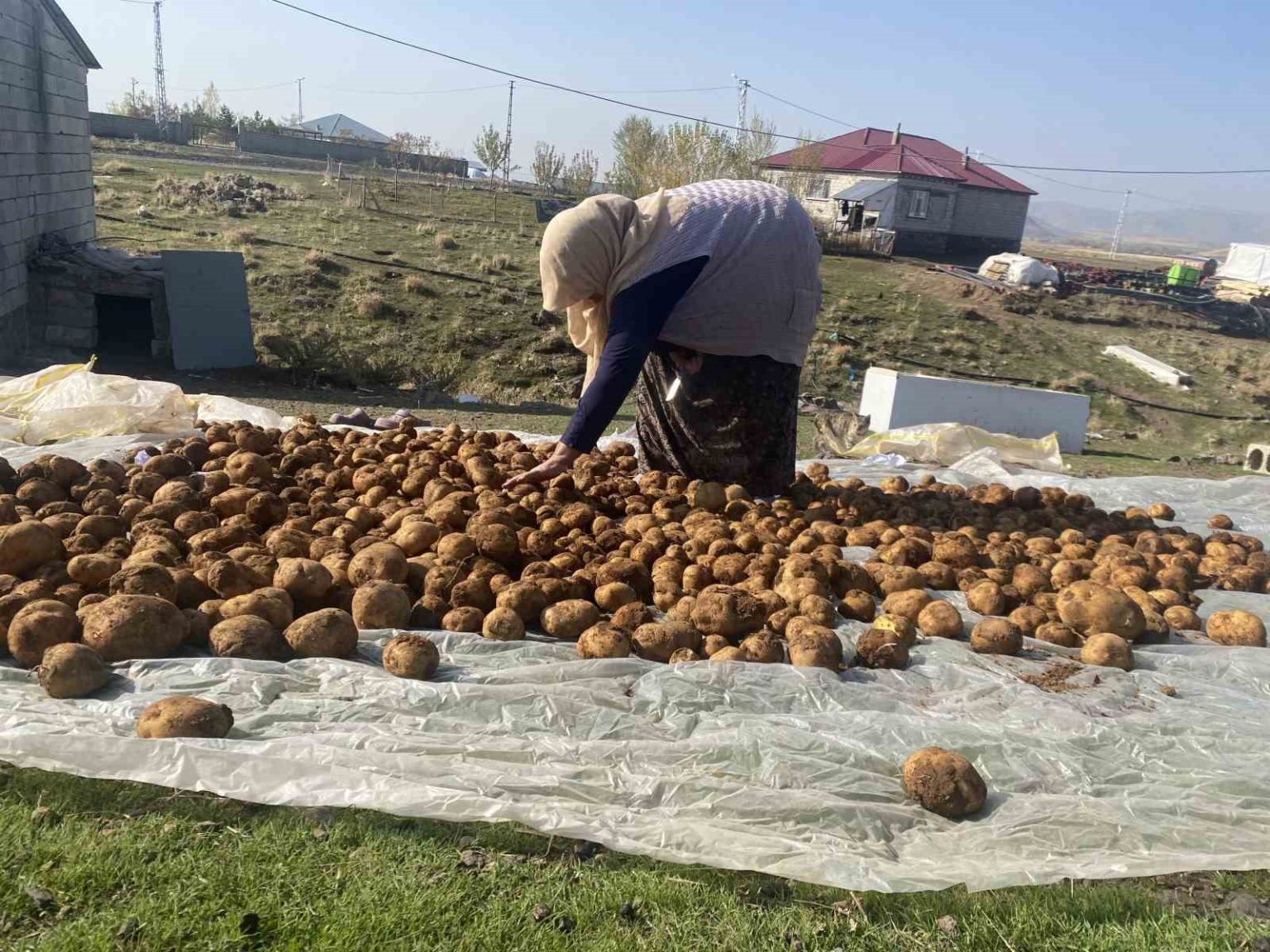 agrida-kislik-patatesler-geleneksel-yontemle-topraga-gomulerek-korunuyor