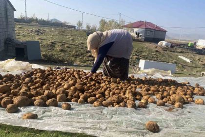 agrida-kislik-patatesler-geleneksel-yontemle-topraga-gomulerek-korunuyor