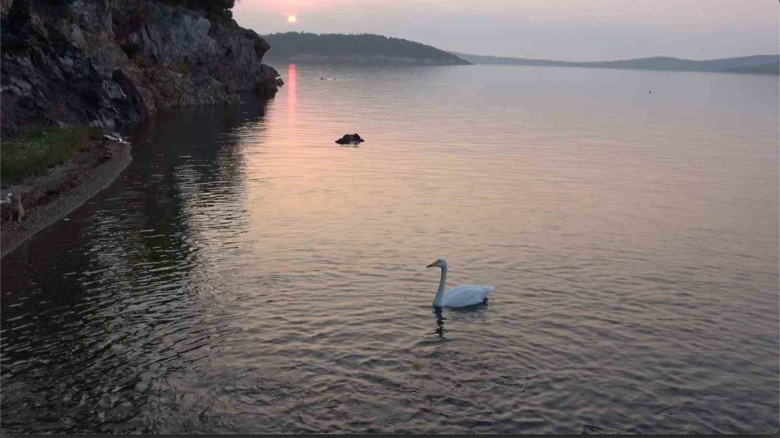 ayvalikta-sevimli-kugu-pasa-limaninin-simgesi-oldu