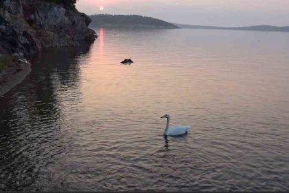 ayvalikta-sevimli-kugu-pasa-limaninin-simgesi-oldu