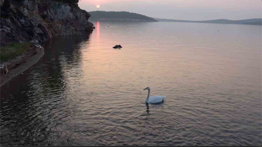 ayvalikta-sevimli-kugu-pasa-limaninin-simgesi-oldu