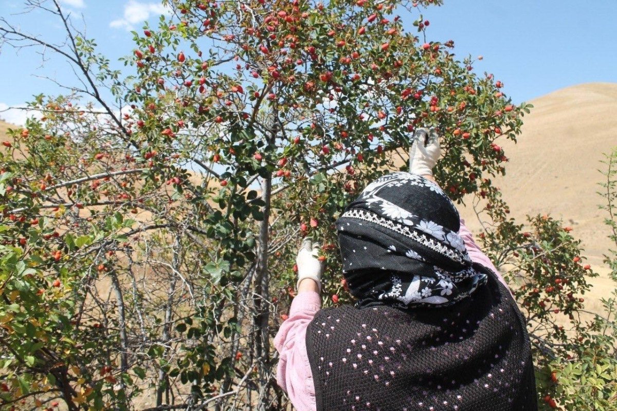 daglarin-kirmizi-hazinesi-kusburnu-icin-hasat-zamani