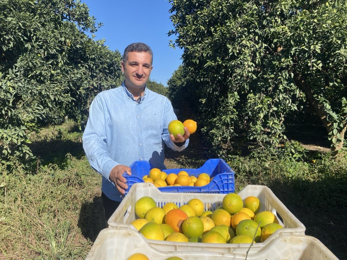 finikede-portakal-sezonu-basladi-250-bin-ton-rekolte-bekleniyor