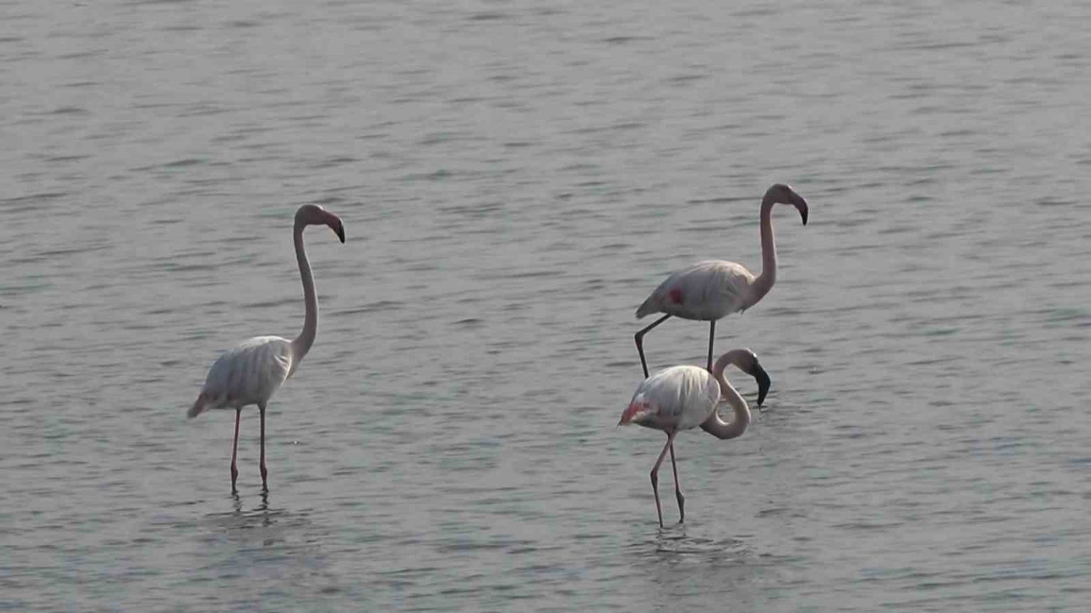 hersek-lagununde-flamingo-populasyonu-artiyor
