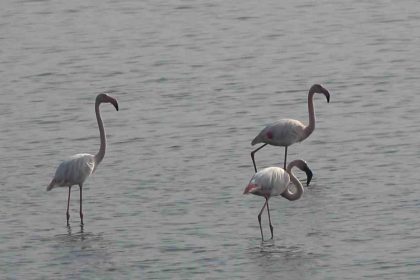 hersek-lagununde-flamingo-populasyonu-artiyor