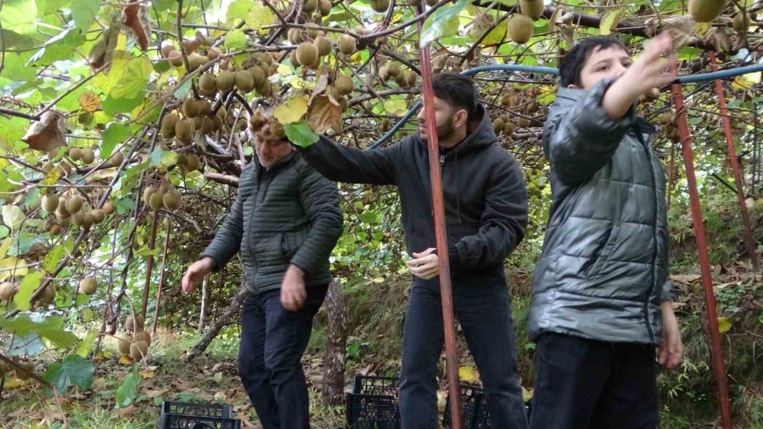 irandan-gelen-kivi-fiyatlari-ucuzlatiyor