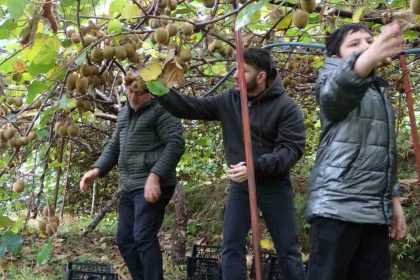 irandan-gelen-kivi-fiyatlari-ucuzlatiyor