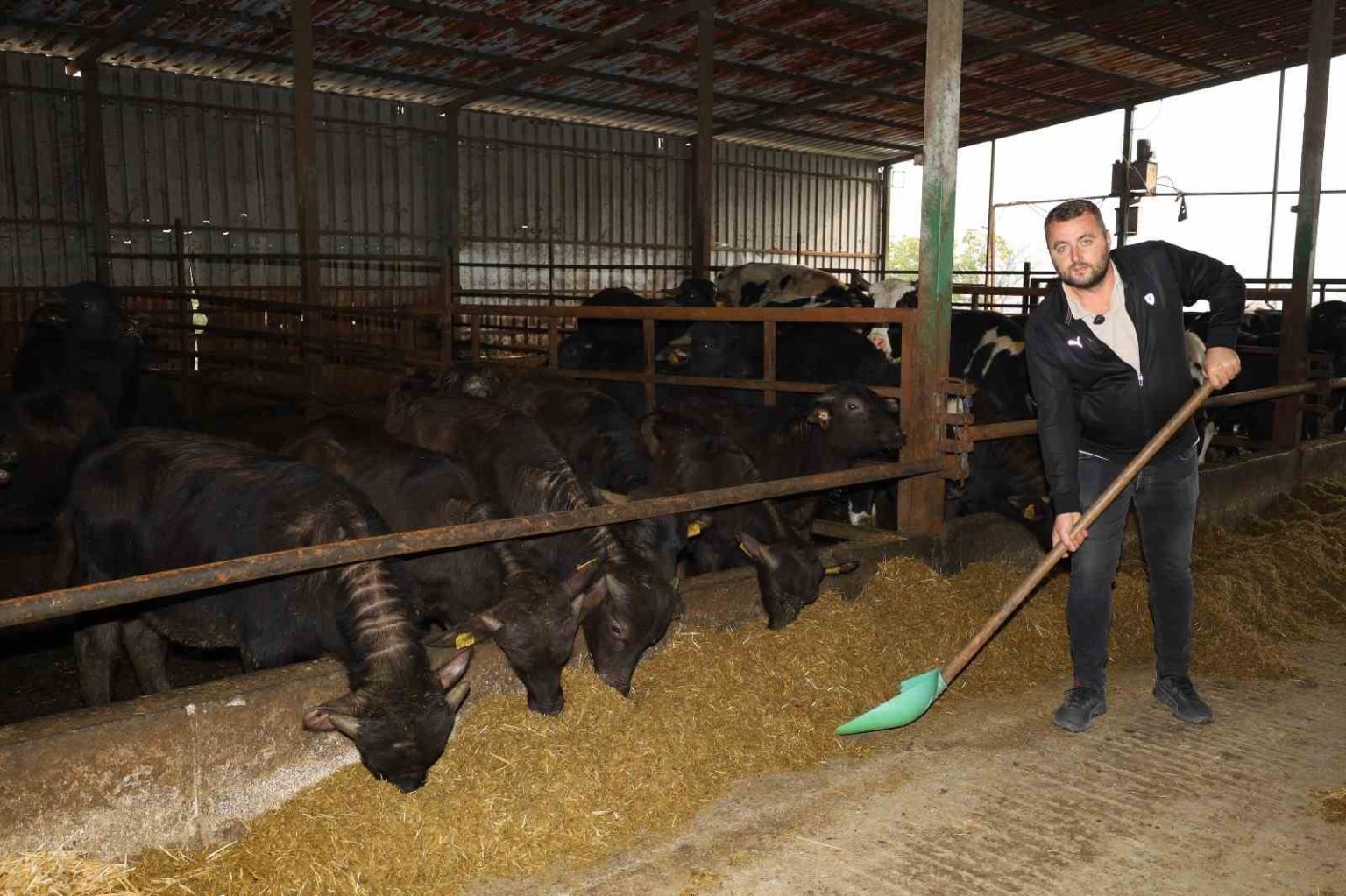 kocaelide-manda-sayisi-artiyor