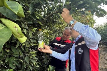 narenciyede-hasat-basladi-akdeniz-meyve-sinegi-ile-mucadele-hiz-kazandi