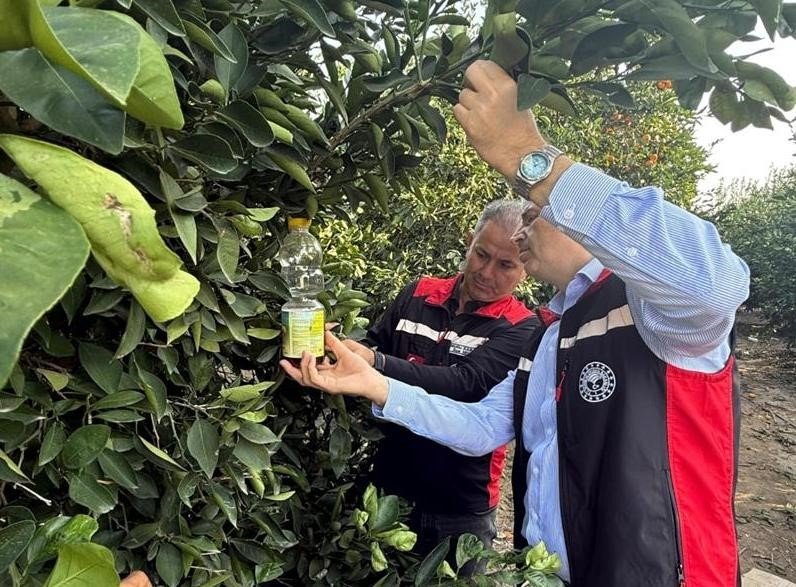 narenciyede-hasat-basladi-akdeniz-meyve-sinegi-ile-mucadele-hiz-kazandi