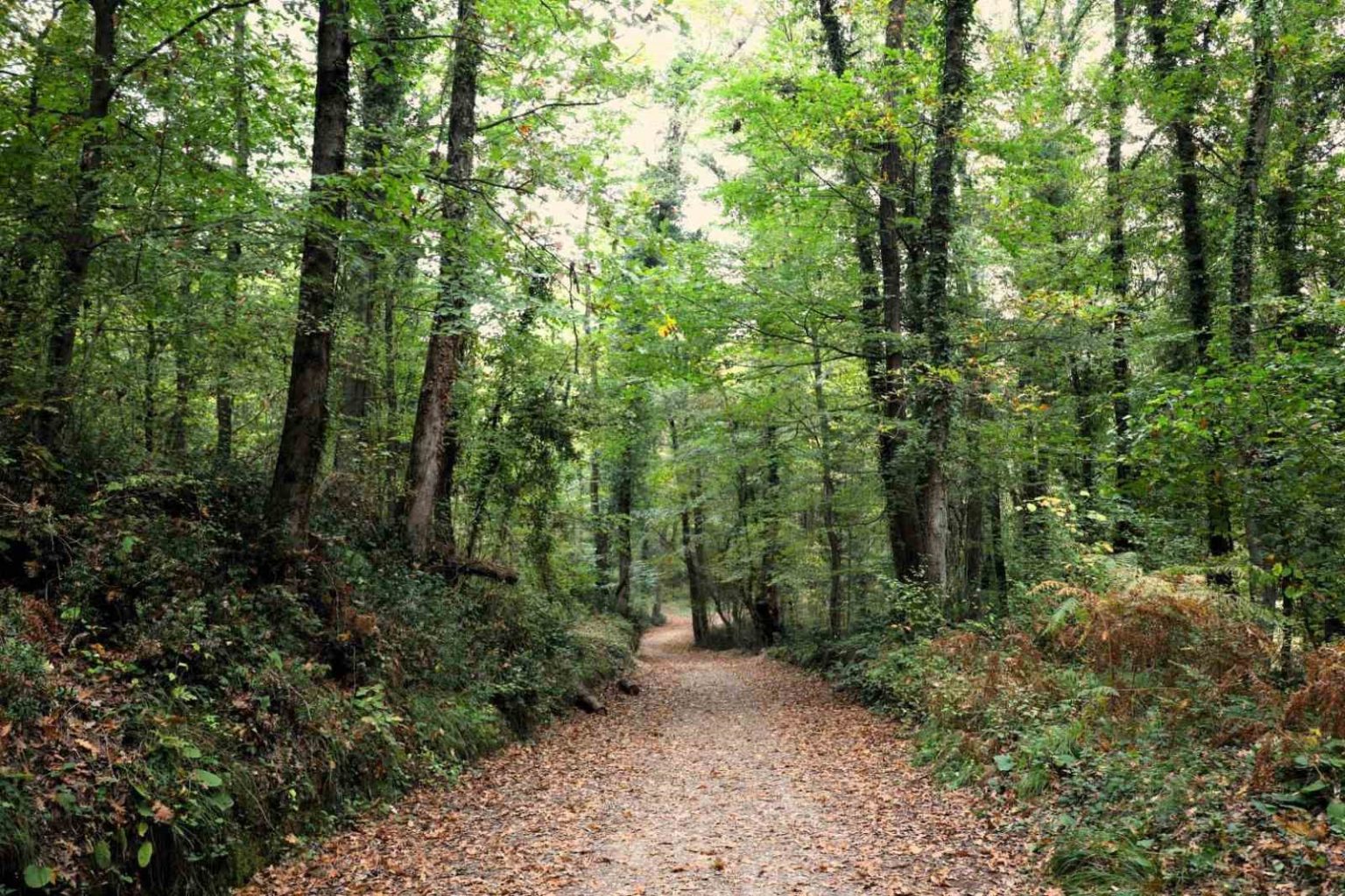 ormanya-sonbahar-renkleriyle-ziyaretcilerini-agirliyor