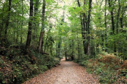 ormanya-sonbahar-renkleriyle-ziyaretcilerini-agirliyor