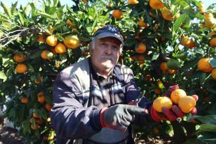 rekolte-artti-satsuma-mandalinasi-pazarda-yerini-aldi