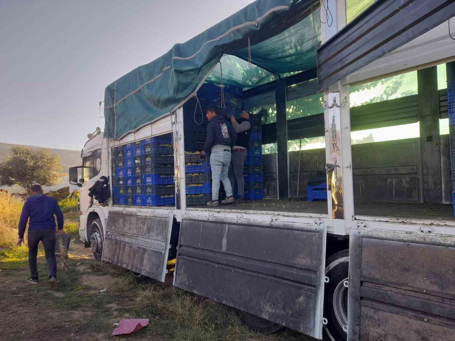 sarigolde-ortualti-uzum-hasadi-devam-ediyor