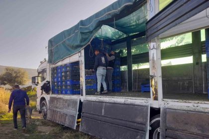 sarigolde-ortualti-uzum-hasadi-devam-ediyor