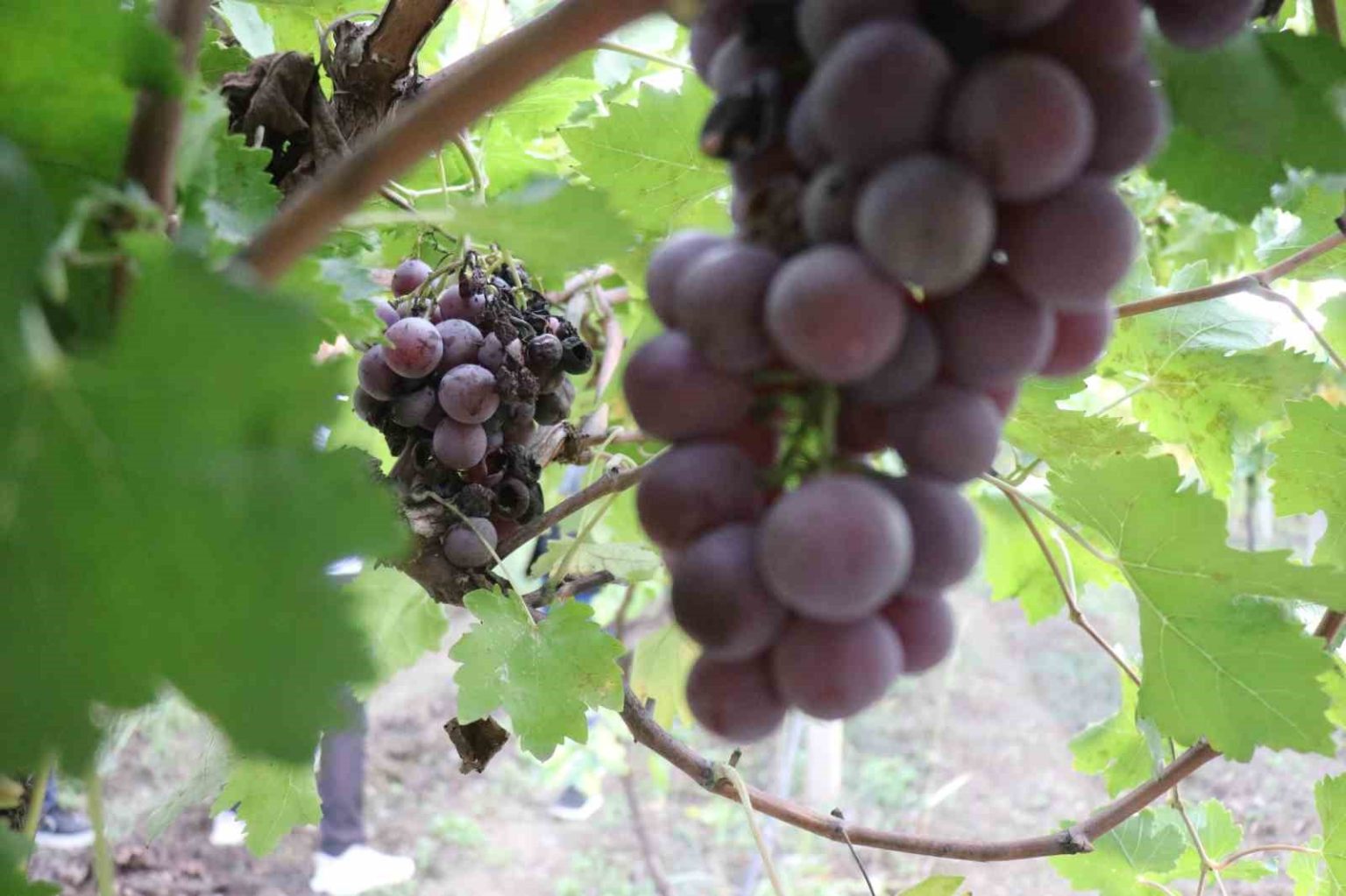 zirai-dondan-etkilenerek-verimi-yuzde-80-dusen-uzum-ciftcinin-hayal-kirikligi-oldu